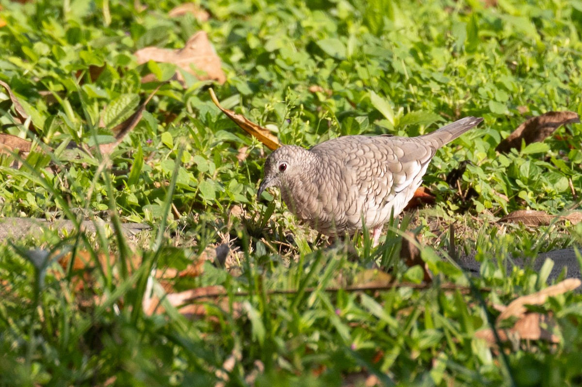 Scaled Dove - ML629093945