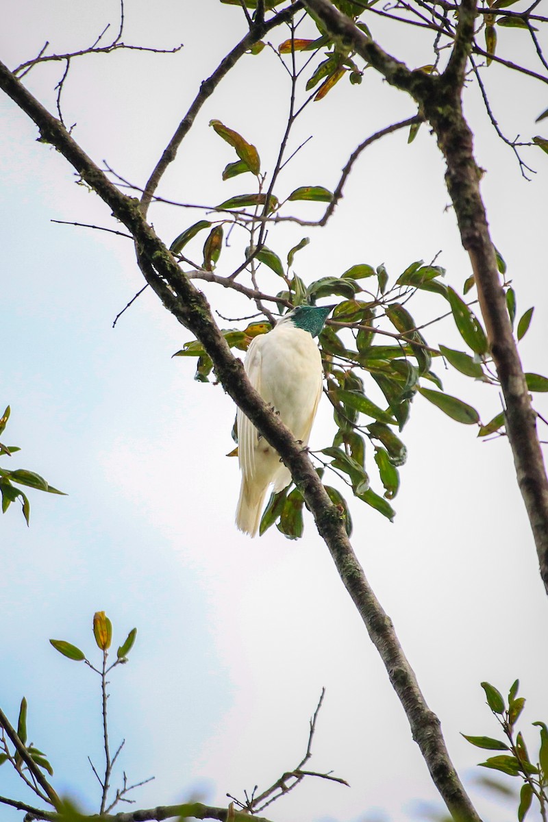 Bare-throated Bellbird - ML629093951