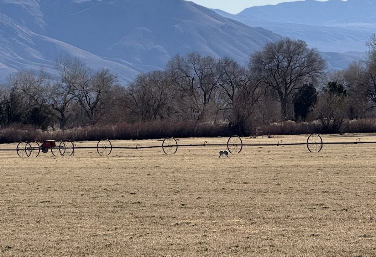 Sandhill Crane - ML629093992