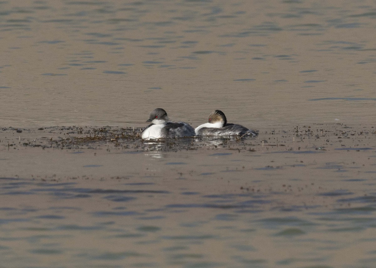 Silvery Grebe - ML629093997