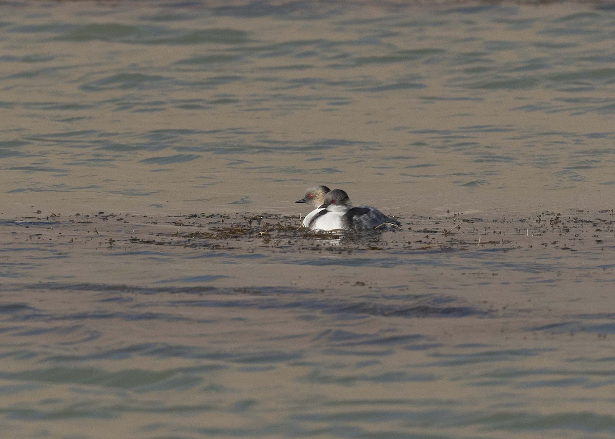 Silvery Grebe - ML629094003