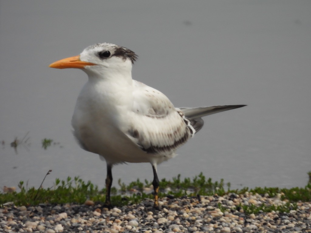 Royal Tern - ML629094021