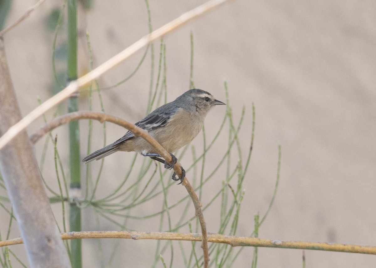 Cinereous Conebill - ML629094022