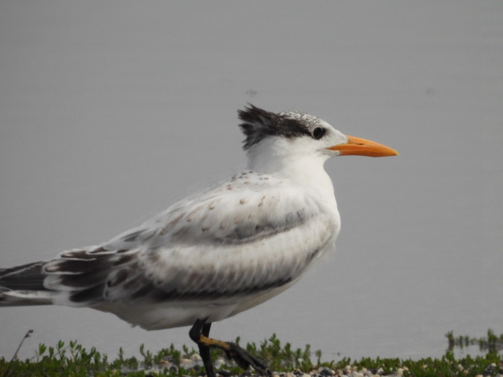 Royal Tern - ML629094025