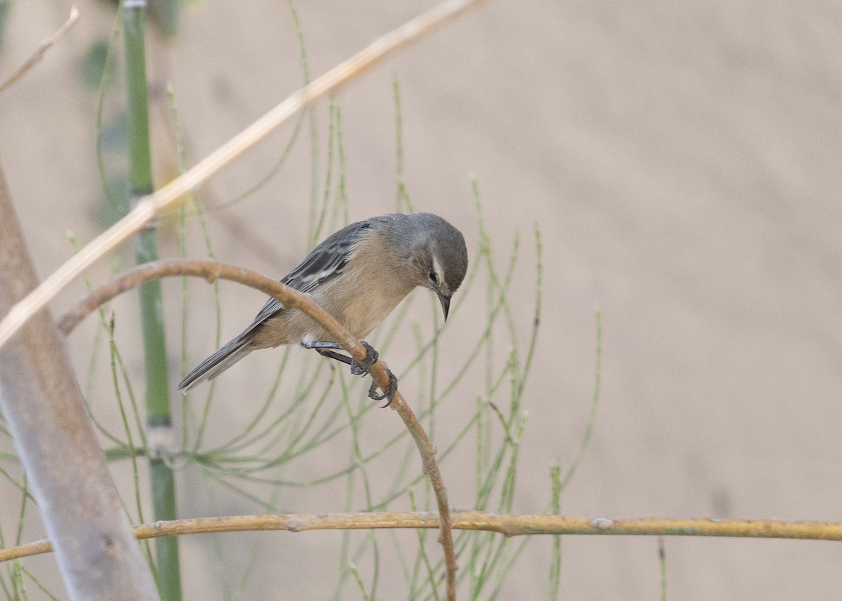 Cinereous Conebill - ML629094027