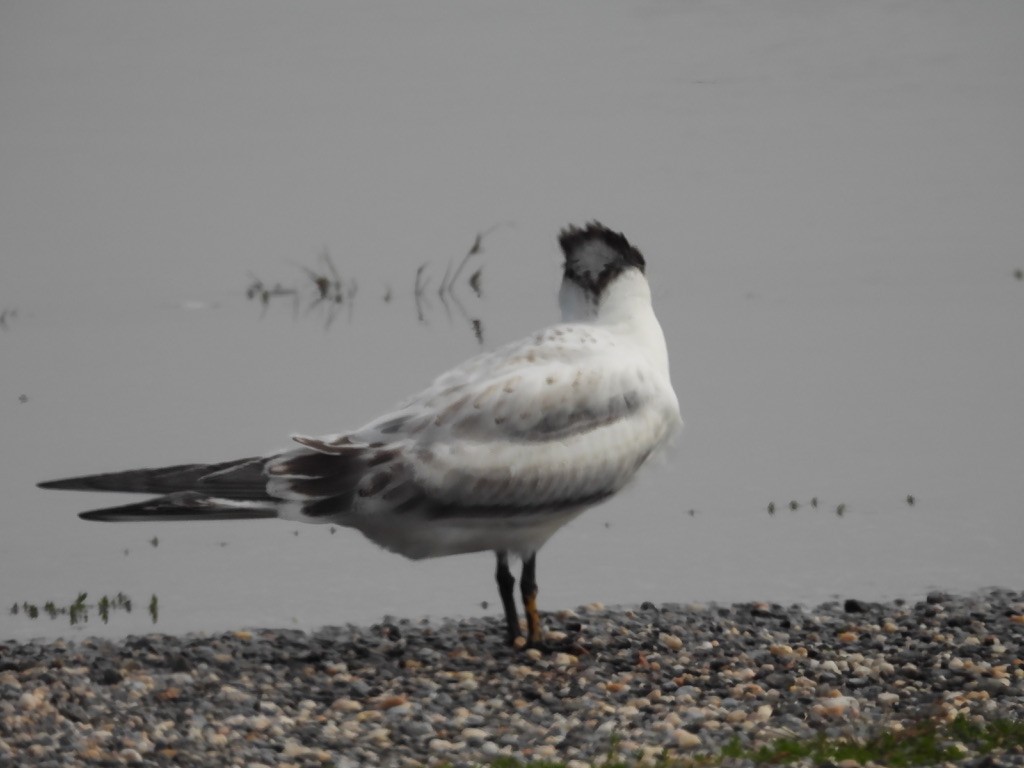 Royal Tern - ML629094028