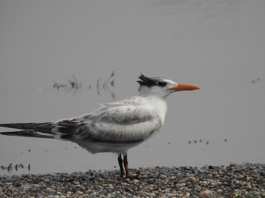 Royal Tern - ML629094030