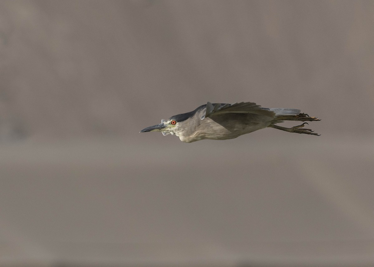 Black-crowned Night Heron - ML629094031