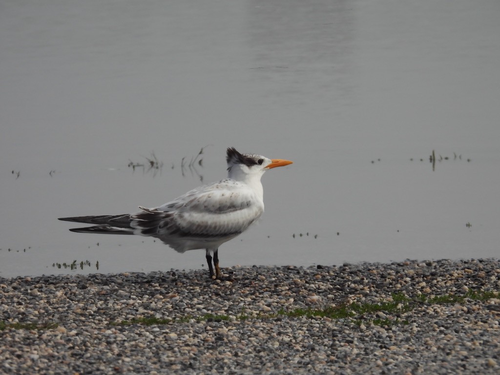 Royal Tern - ML629094033