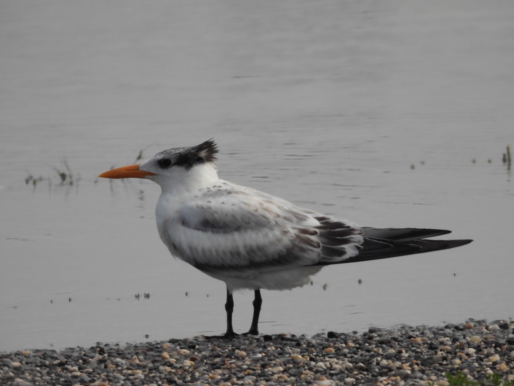 Royal Tern - ML629094037