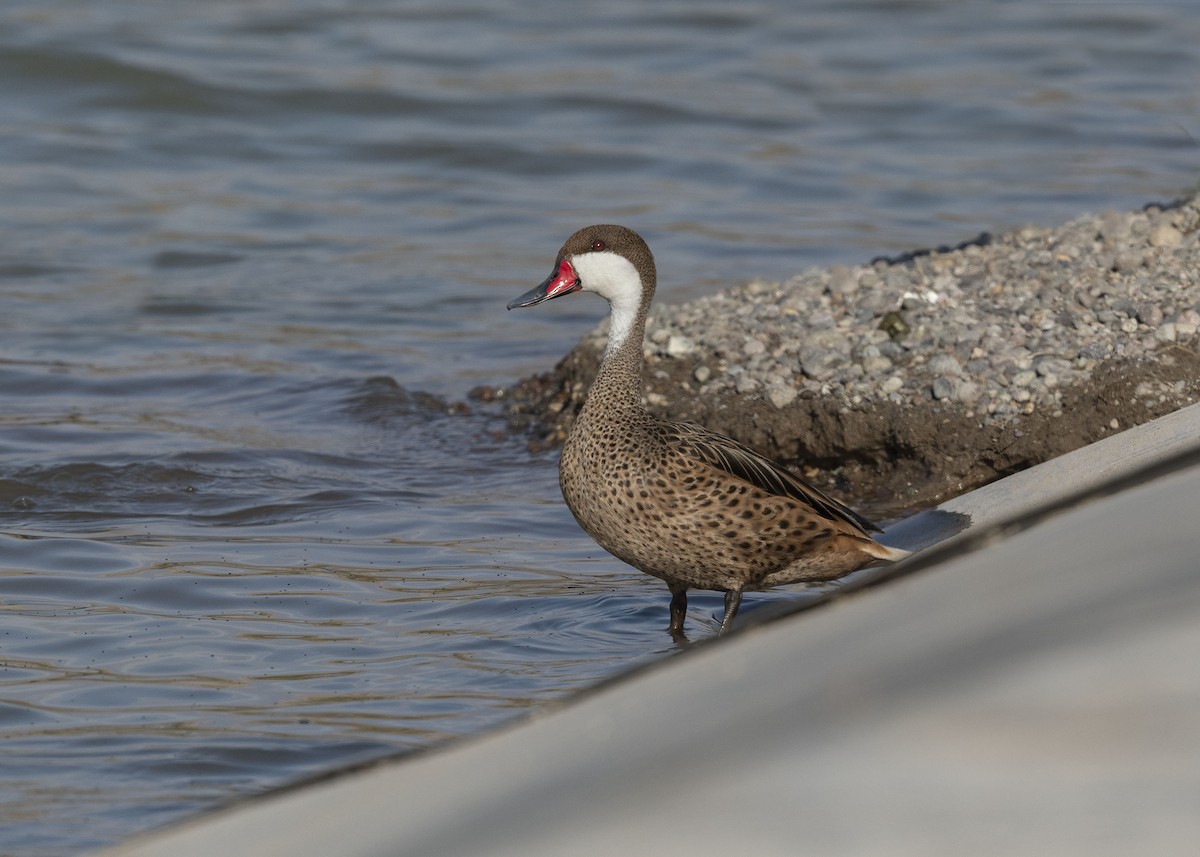 White-cheeked Pintail - ML629094047