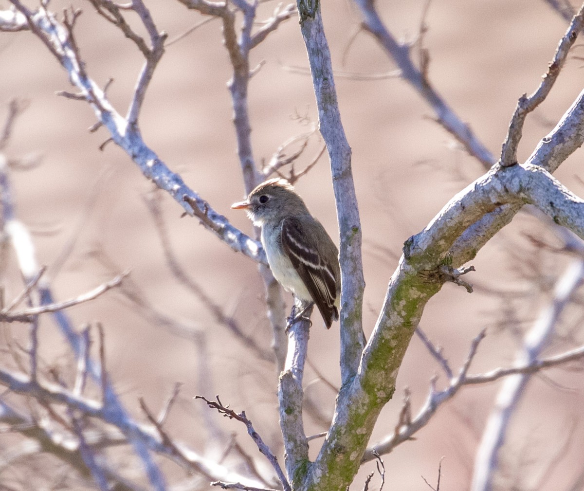 Least Flycatcher - ML629094056