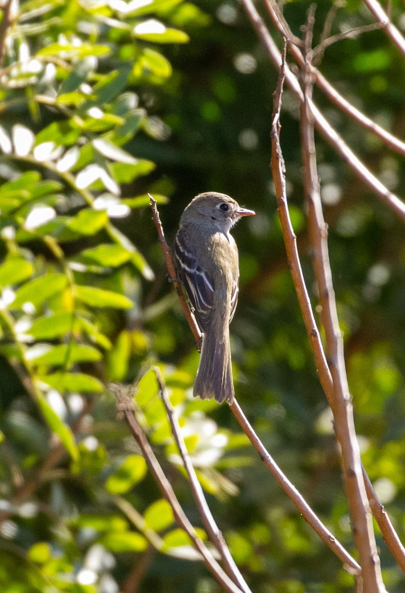 Least Flycatcher - ML629094057