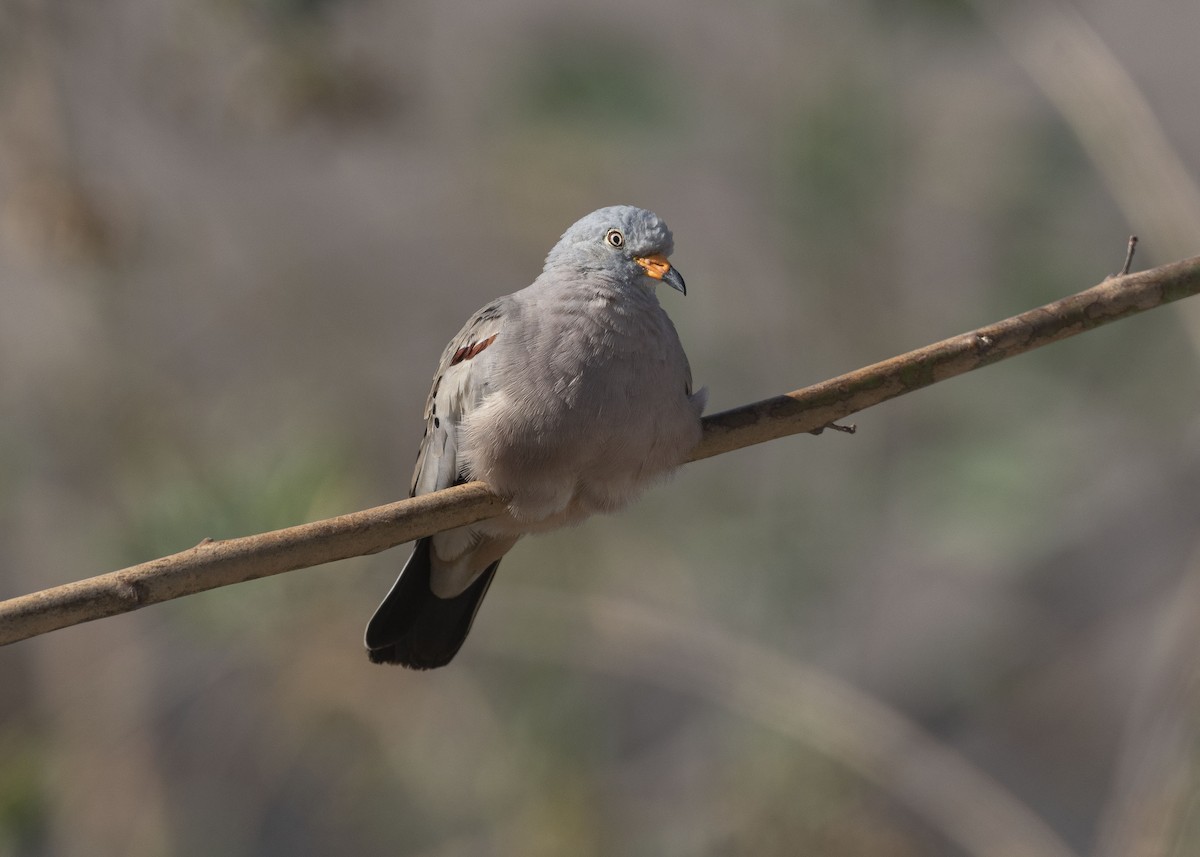 Croaking Ground Dove - ML629094059