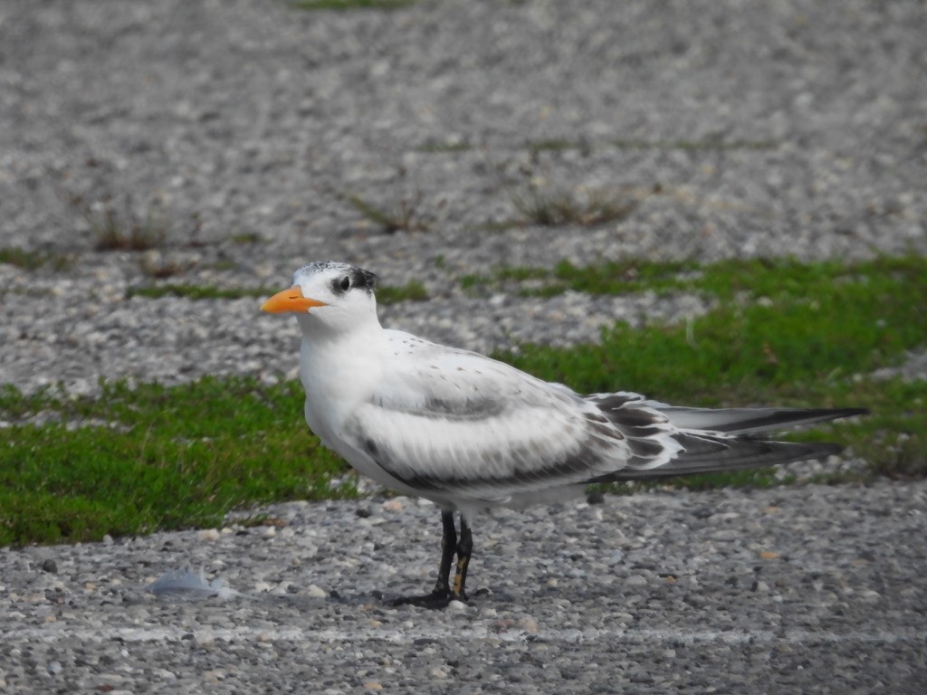 Royal Tern - ML629094074