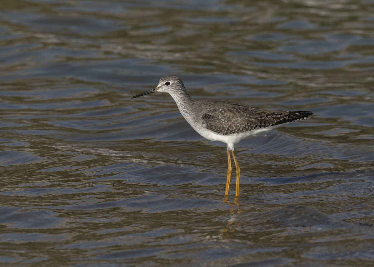 Lesser Yellowlegs - ML629094093