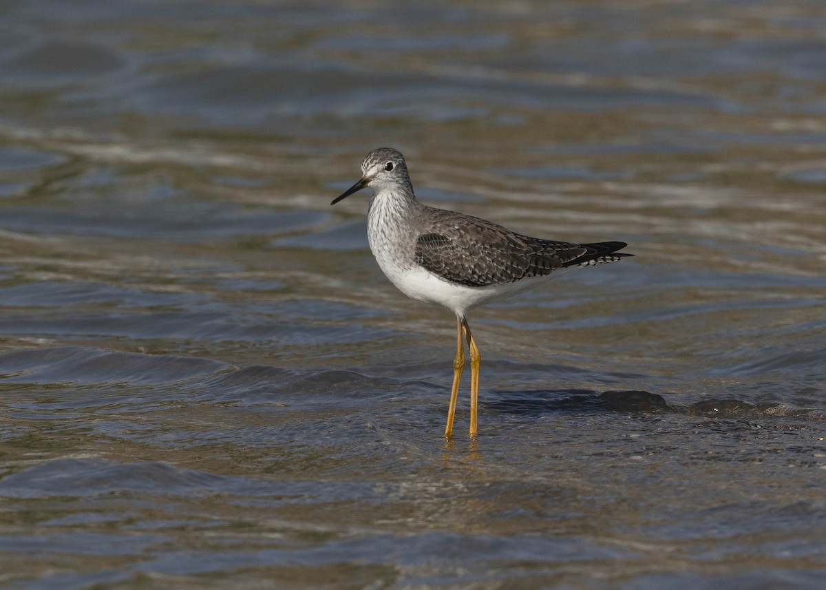 Lesser Yellowlegs - ML629094094