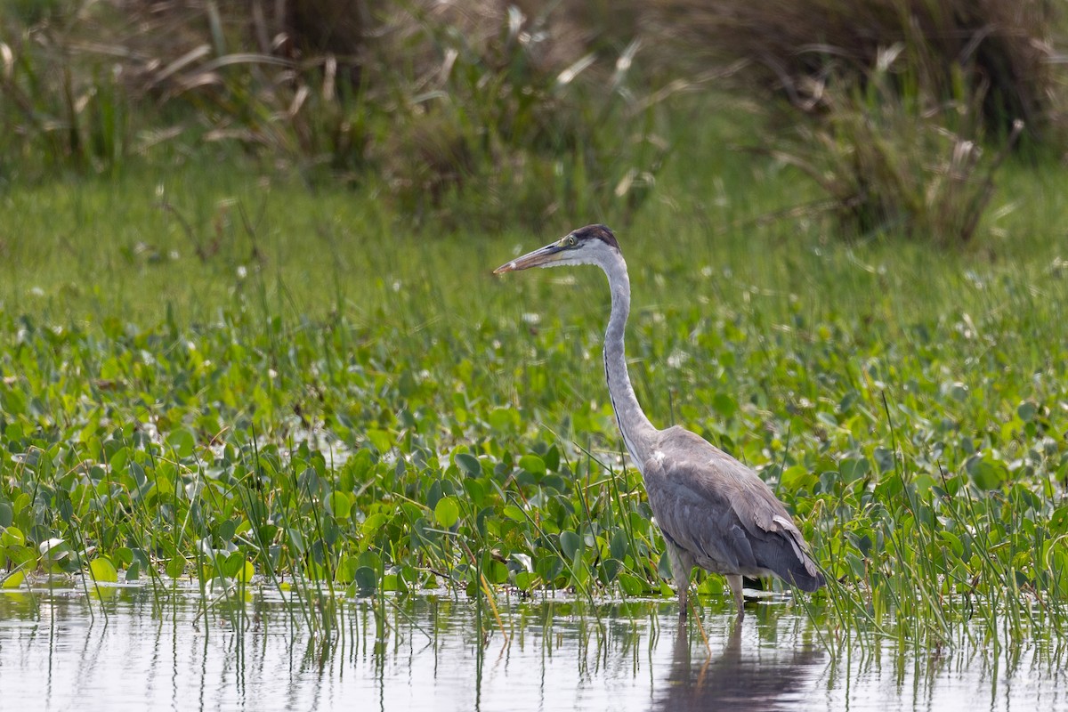 Cocoi Heron - ML629094098