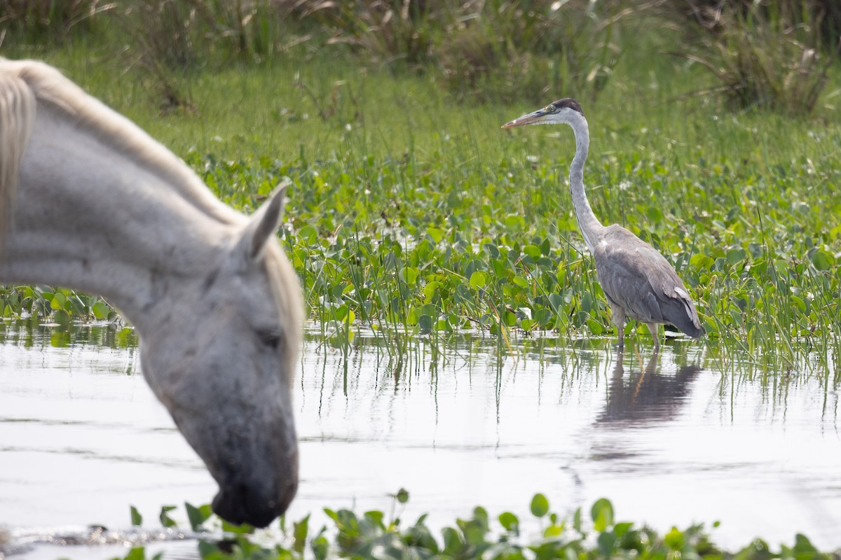 Cocoi Heron - ML629094099