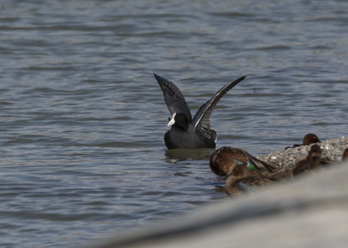 Slate-colored Coot - ML629094101