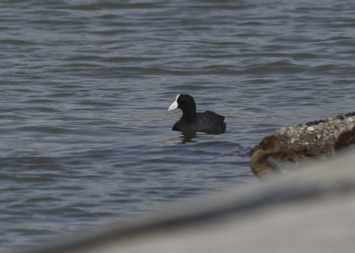 Slate-colored Coot - ML629094103