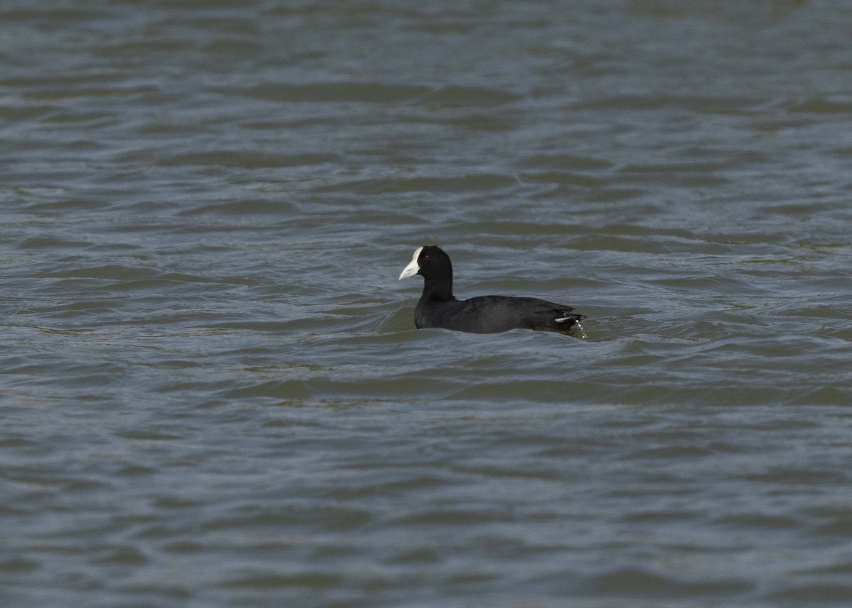 Slate-colored Coot - ML629094104