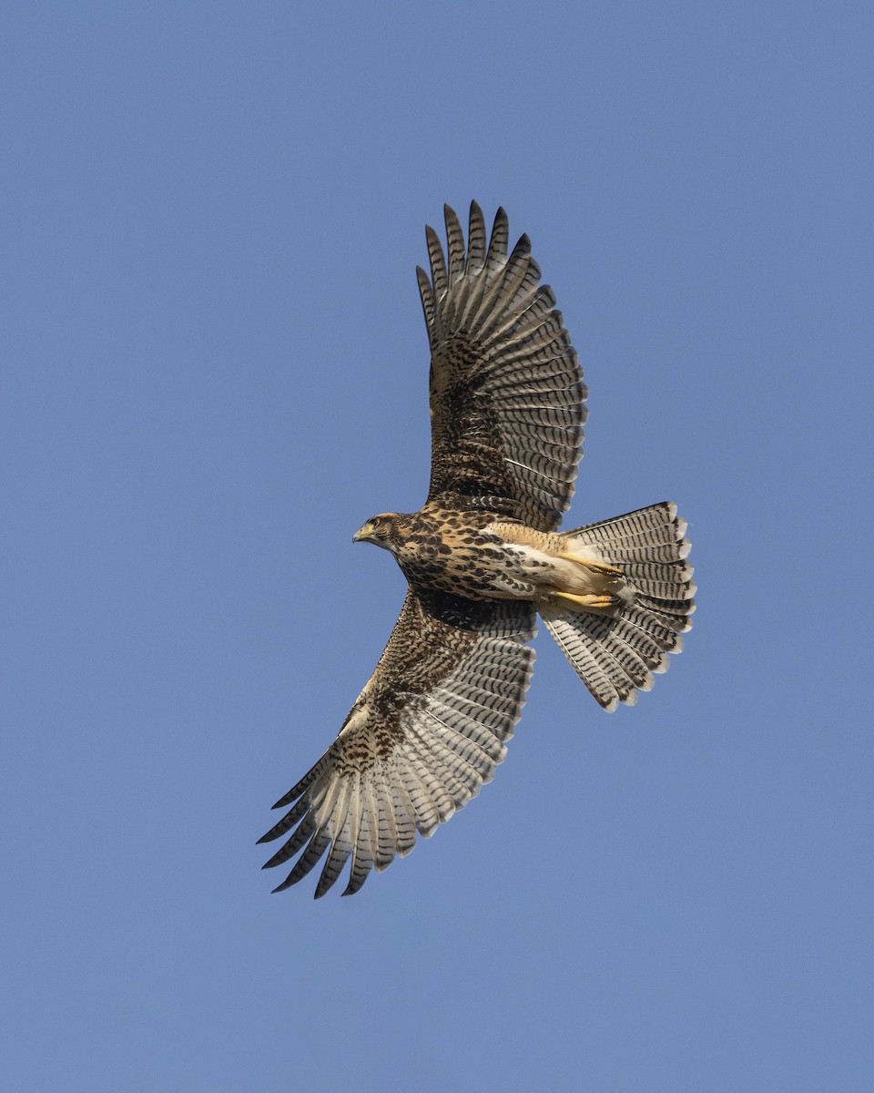 Harris's Hawk - ML629094119