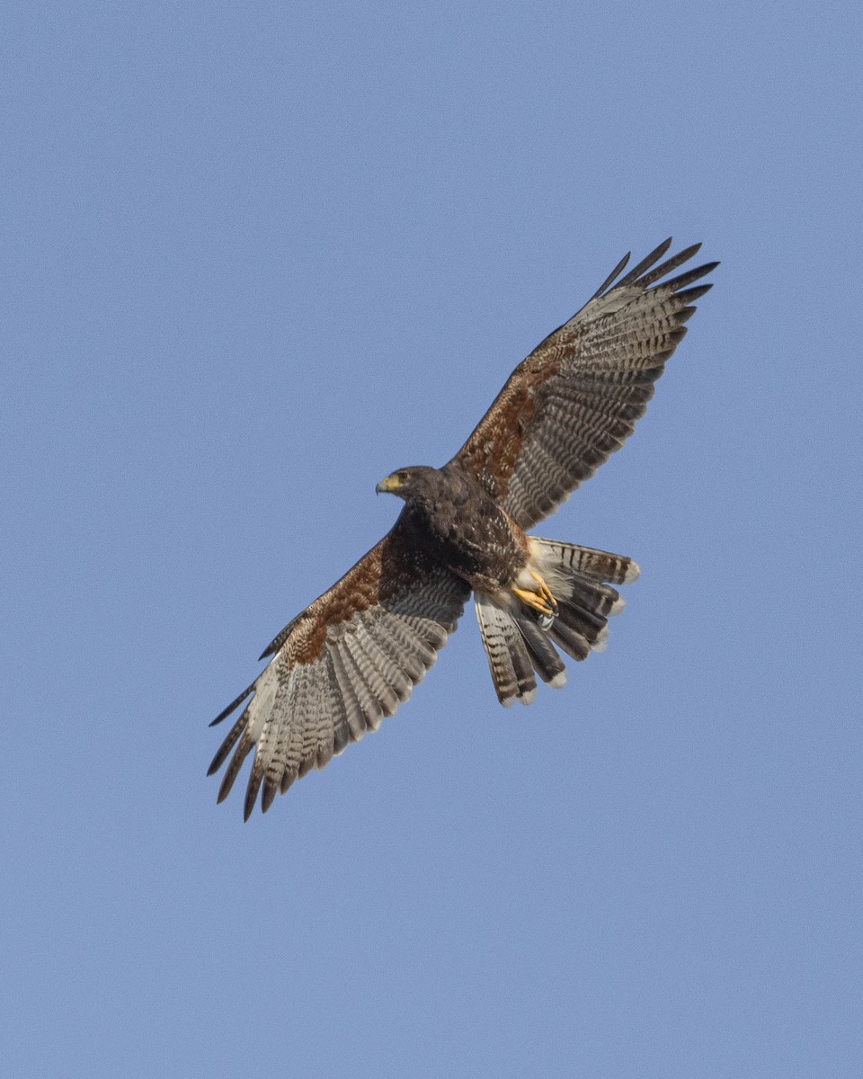 Harris's Hawk - ML629094120