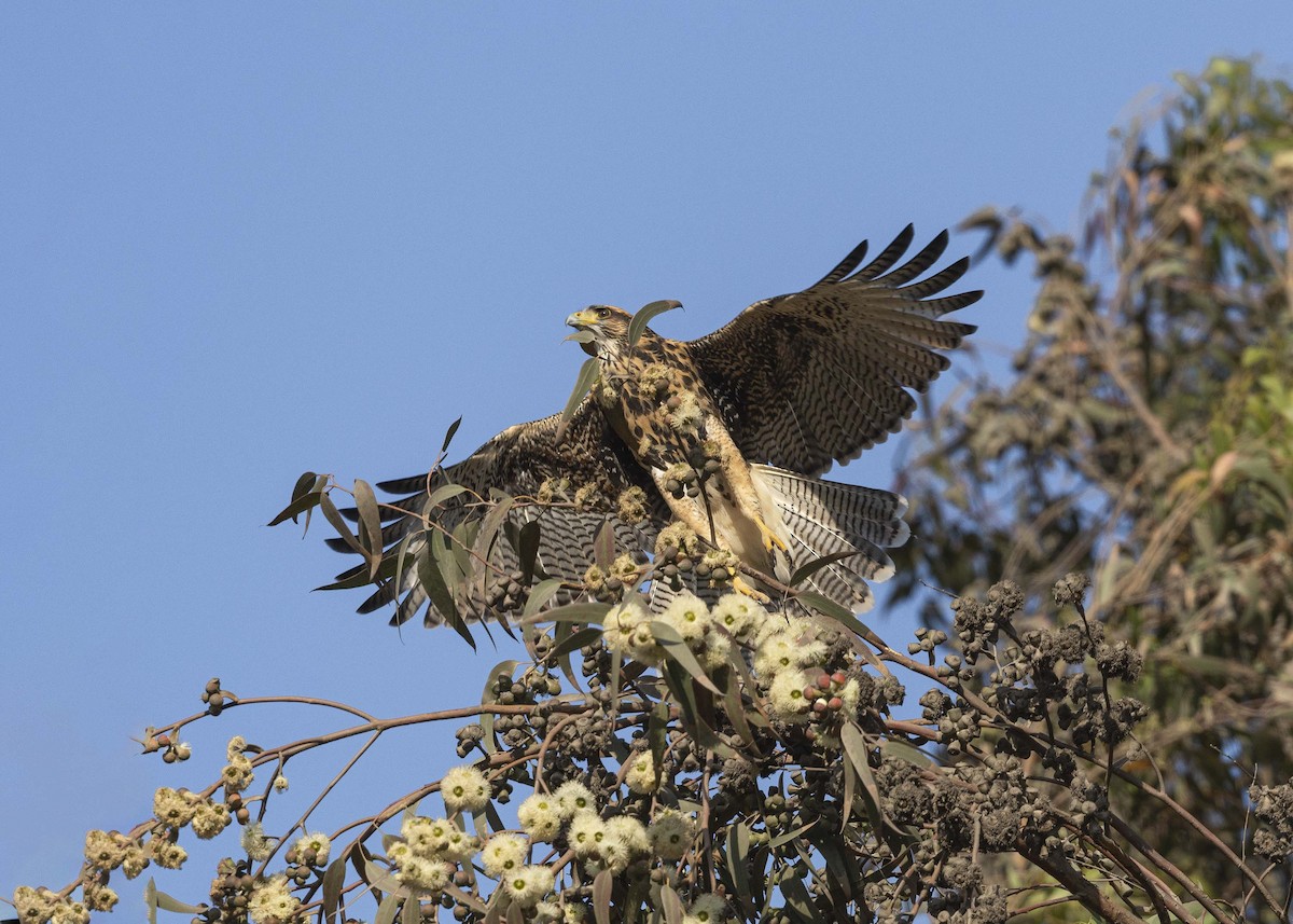 Harris's Hawk - ML629094121