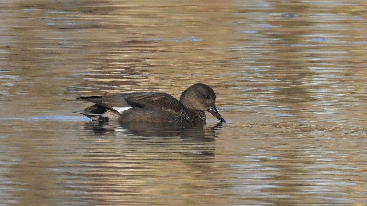 Canard chipeau (strepera) - ML629094148
