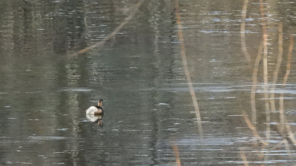 Grèbe castagneux (groupe ruficollis) - ML629094165