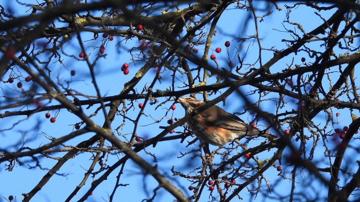 Grive mauvis (iliacus) - ML629094177