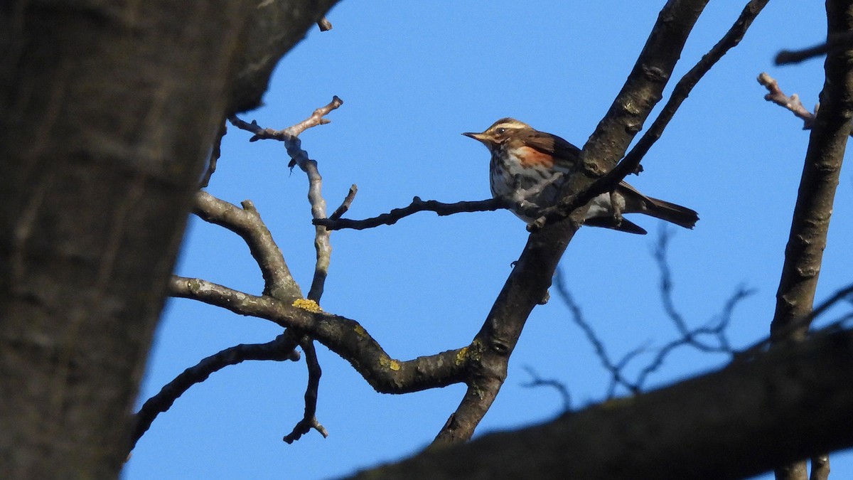 Grive mauvis (iliacus) - ML629094183