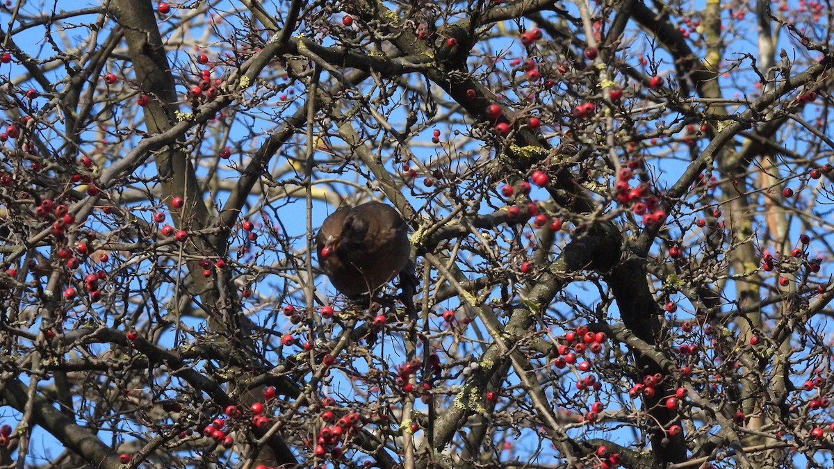 Merle noir - ML629094185