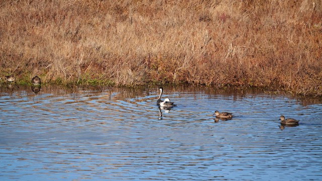 Western Grebe - ML629094204