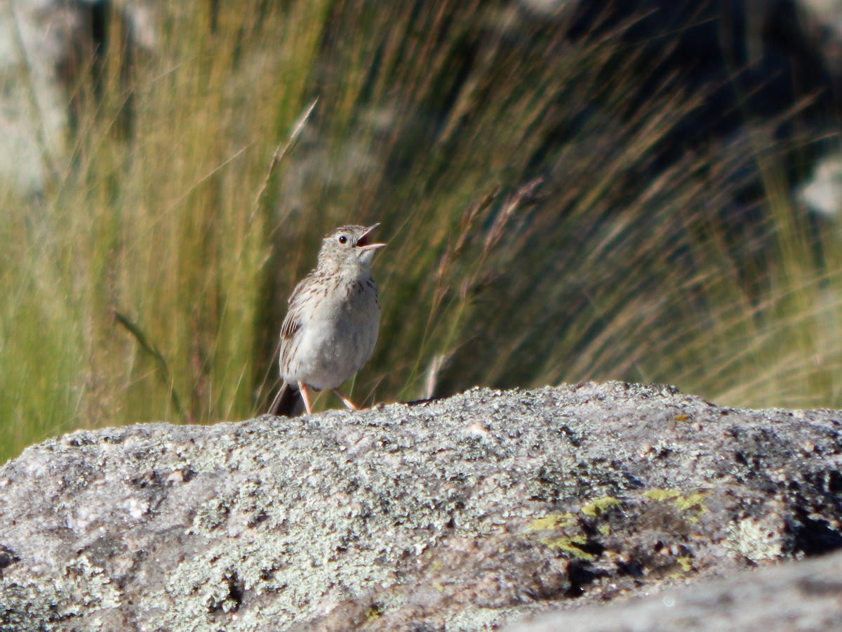 Hellmayr's Pipit - ML629094239