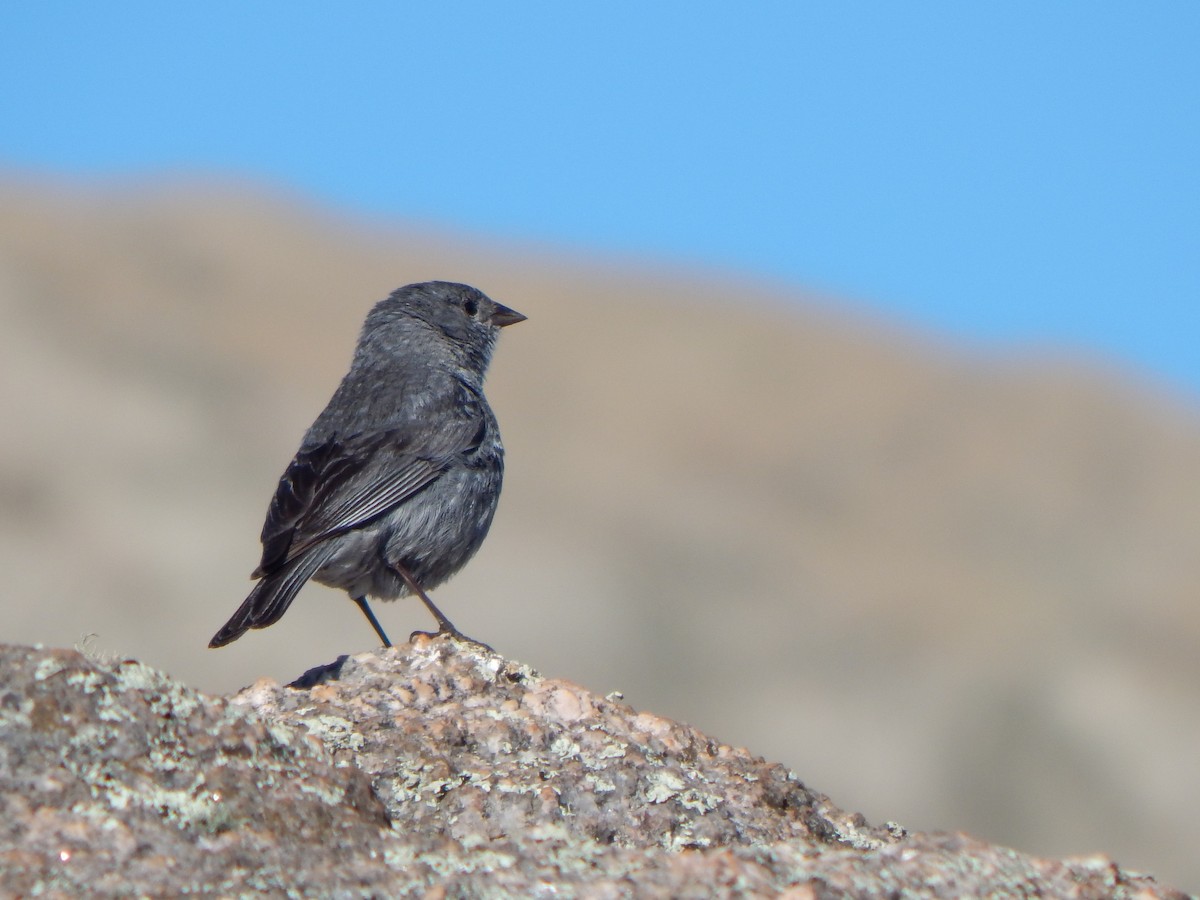 Plumbeous Sierra Finch - ML629094283