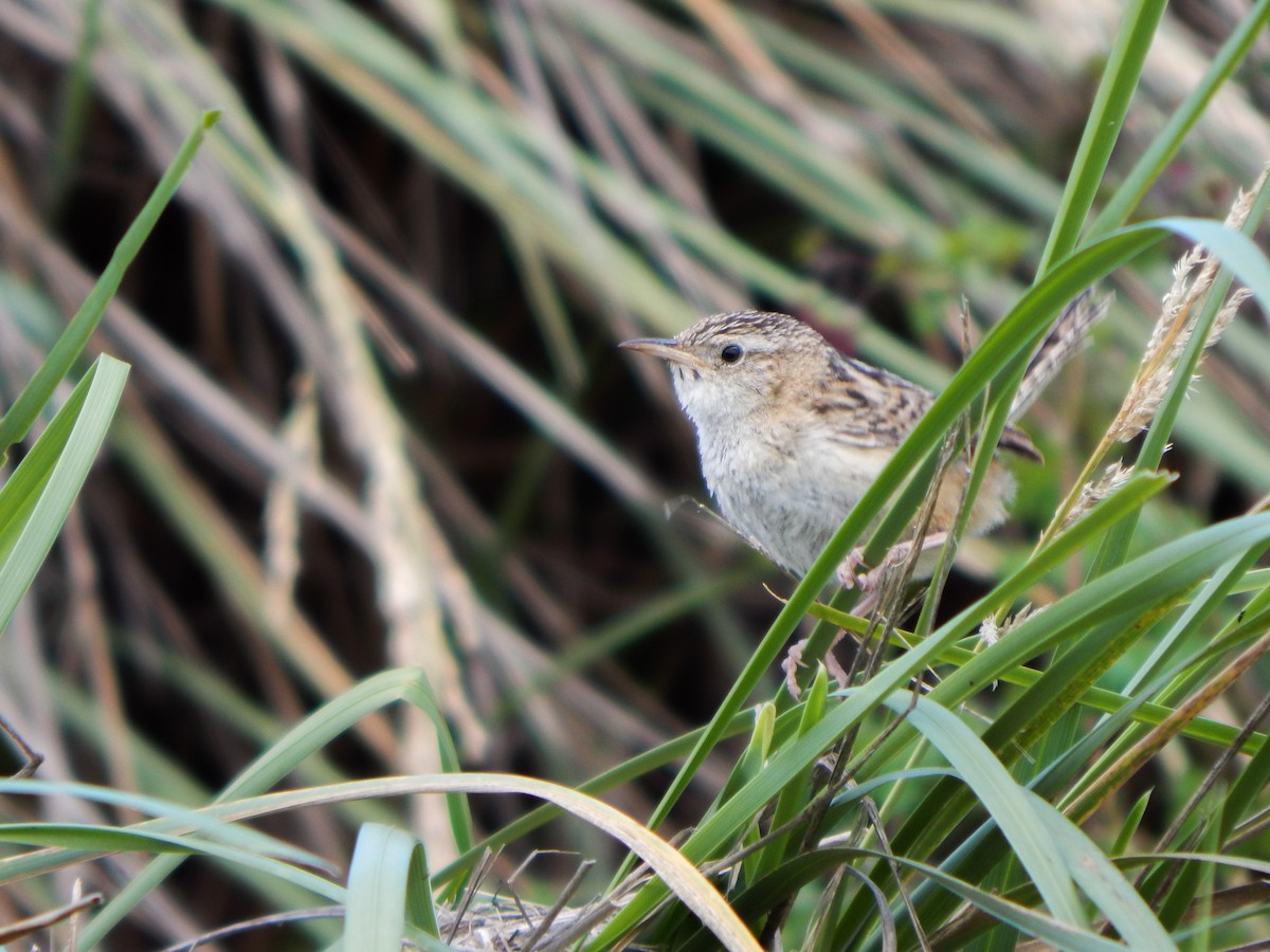 Grass Wren - ML629094423