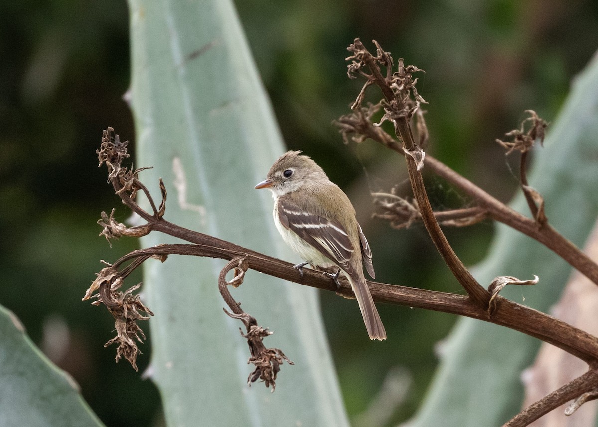 Least Flycatcher - ML629094465