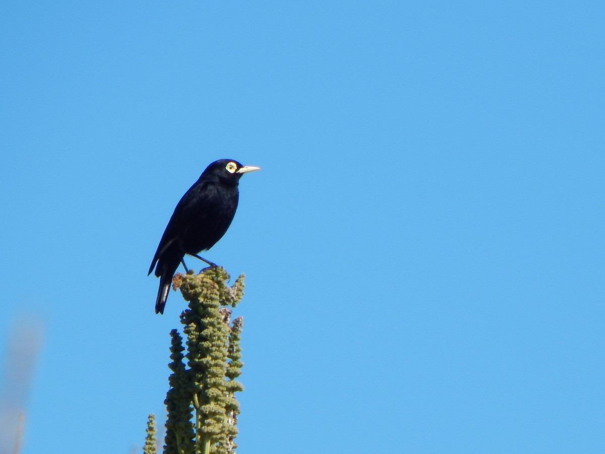 Spectacled Tyrant - ML629094476