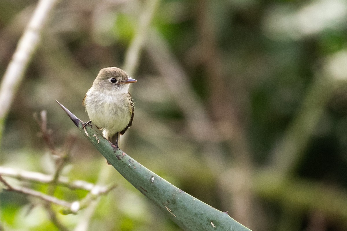 Least Flycatcher - ML629094567