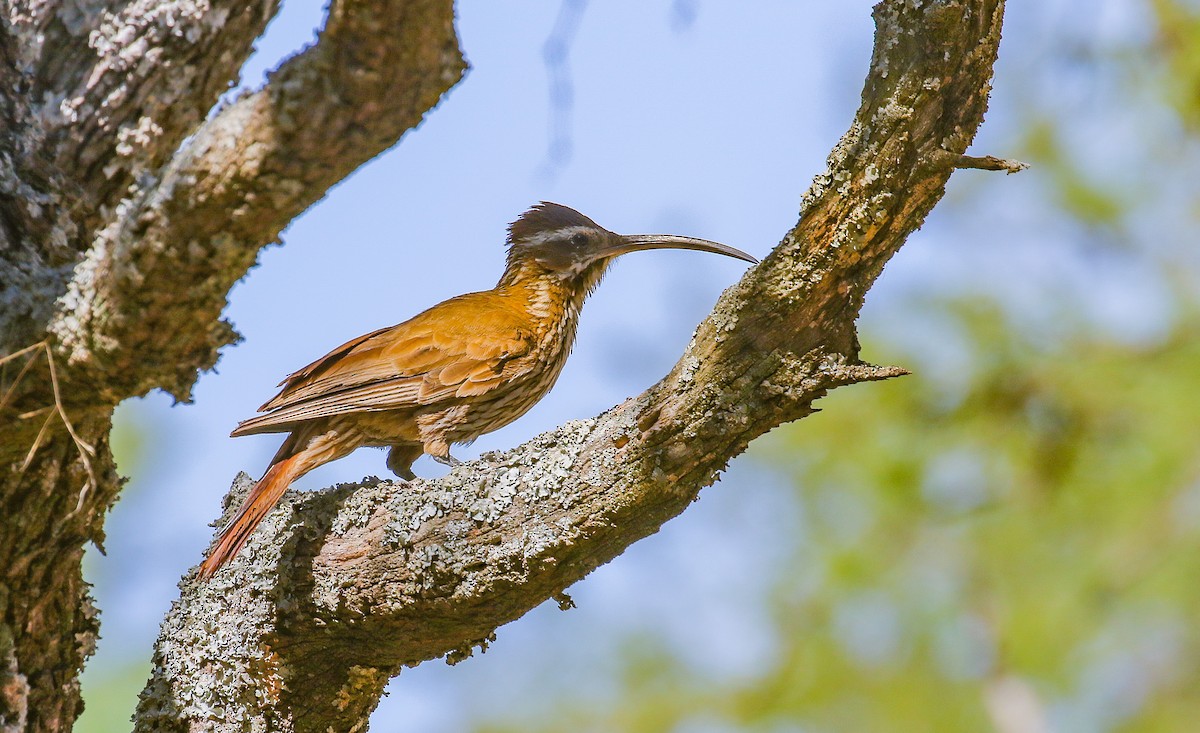 Scimitar-billed Woodcreeper - ML629094846