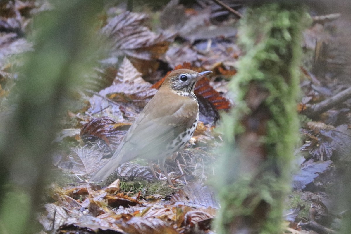 Wood Thrush - ML629094898