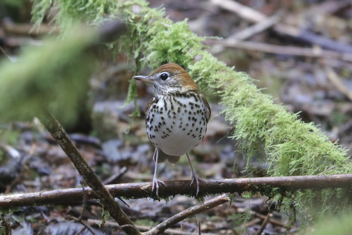 Wood Thrush - ML629094899