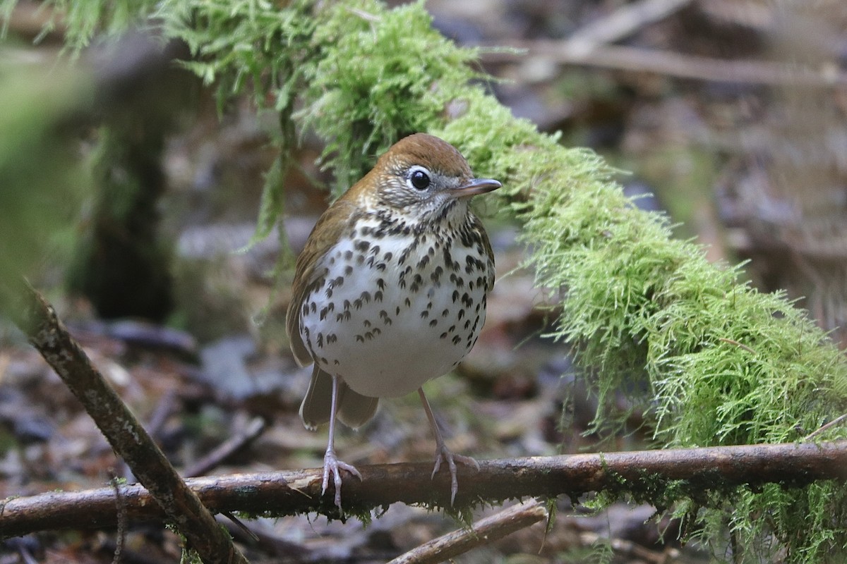 Wood Thrush - ML629094901