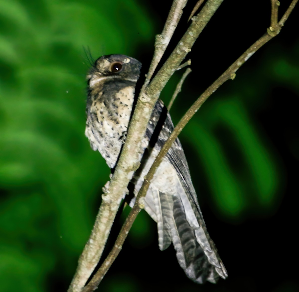 Moluccan Owlet-nightjar - ML629094918