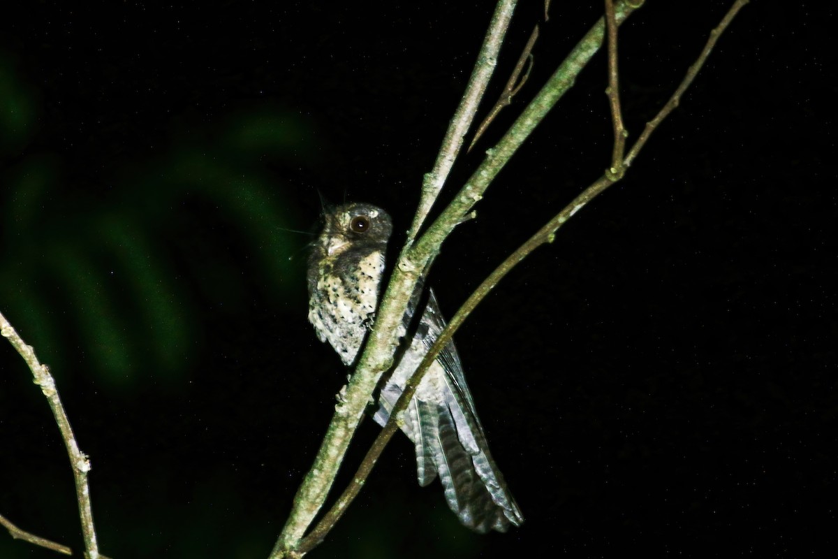 Moluccan Owlet-nightjar - ML629094939