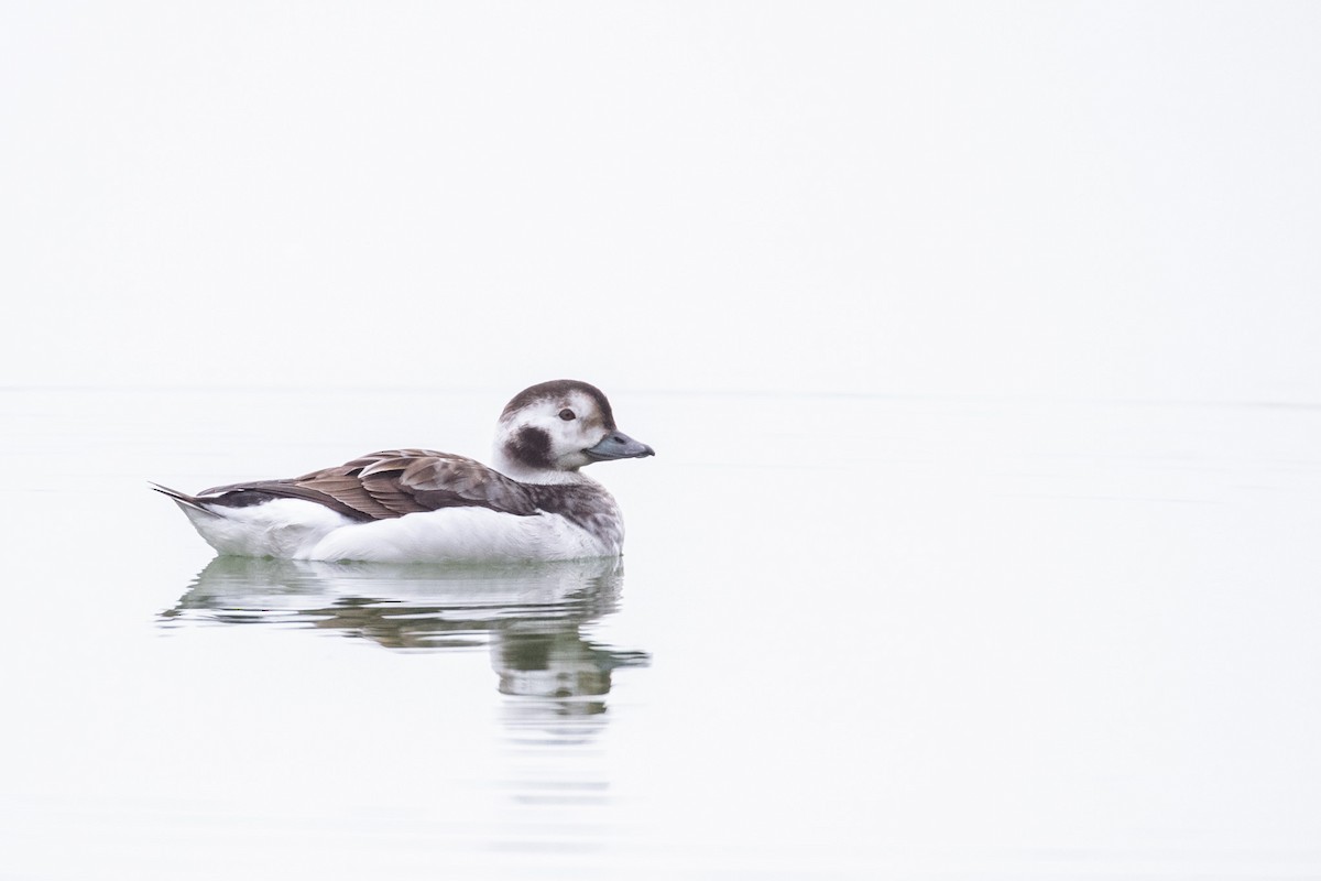 Eisente - ML629095191