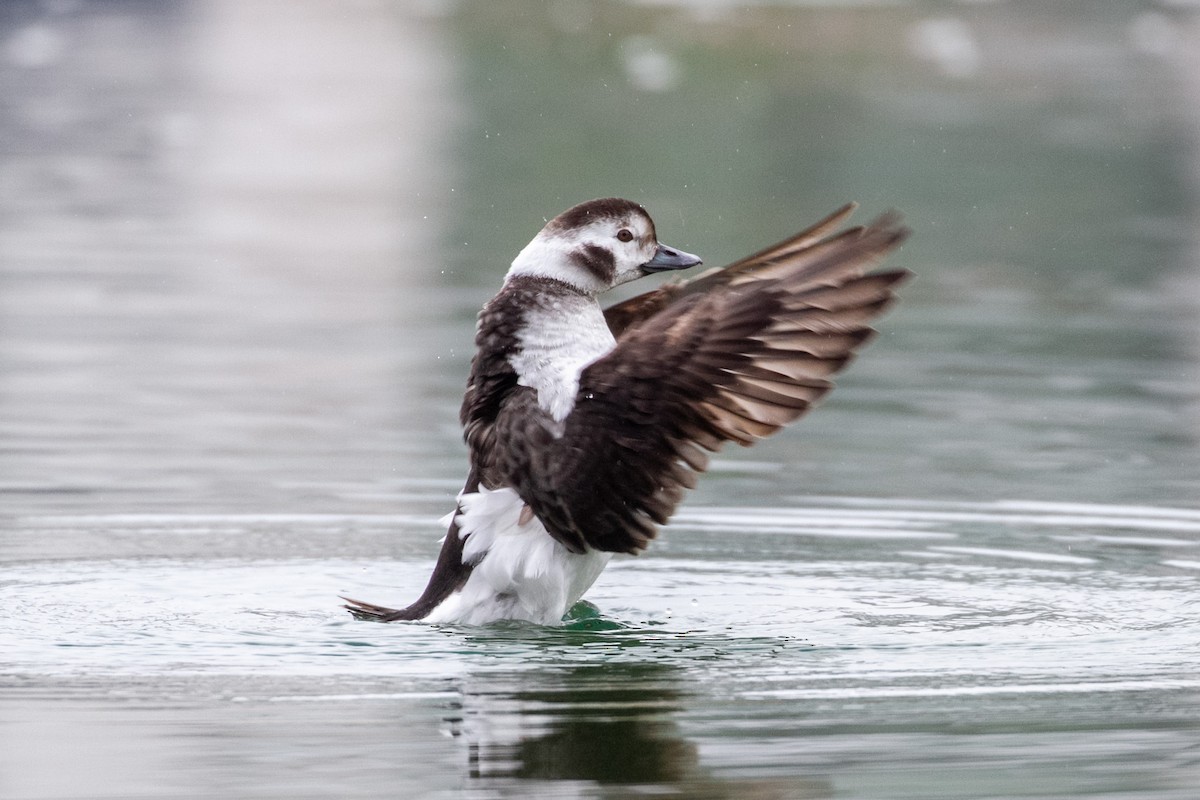 Eisente - ML629095192