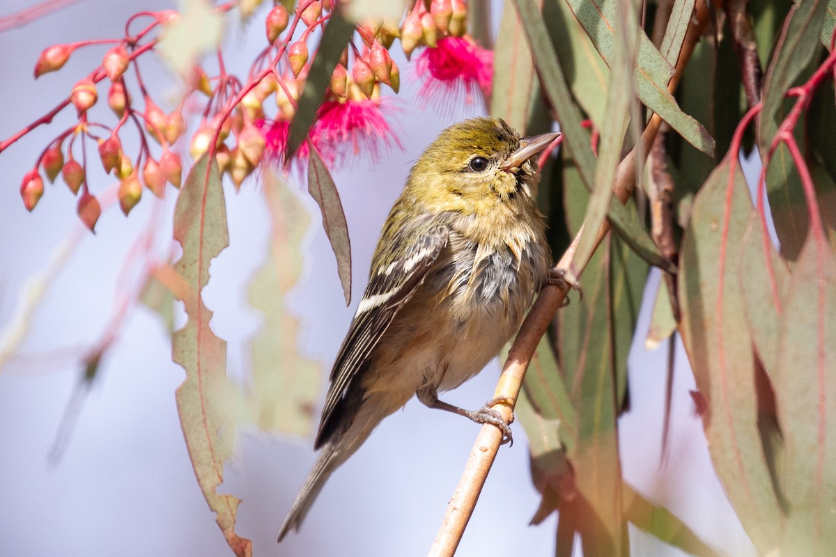 Braunkehl-Waldsänger - ML629095194
